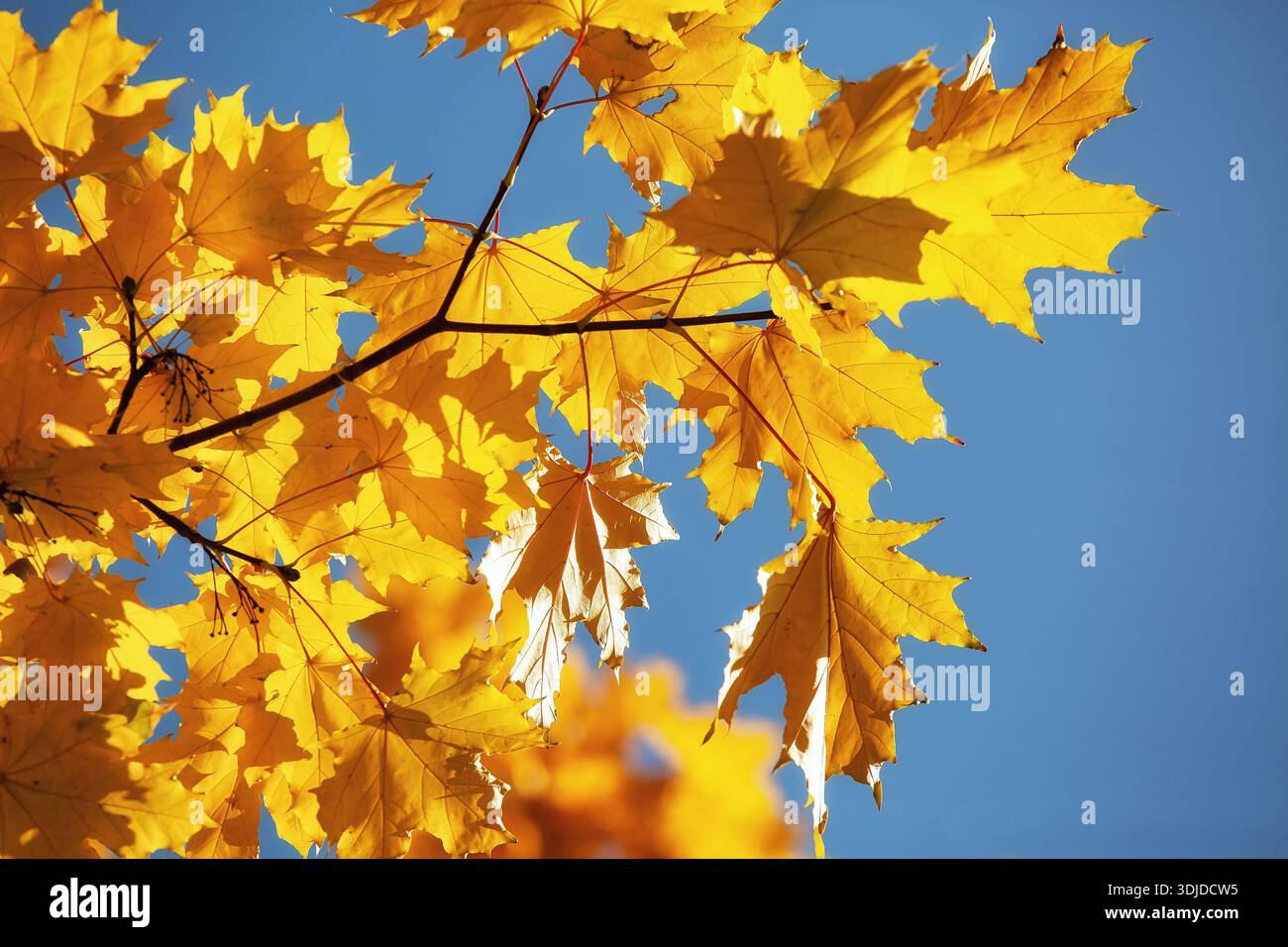 Feuilles d'érable d'automne brillantes dorées sur ciel bleu clair, lumière du soleil illuminant les bords dentelés, branches se chevauchant doucement, feuillage saisonnier cre Banque D'Images