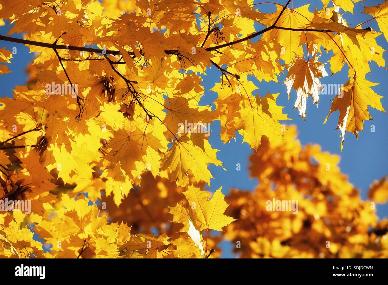 Feuilles d'érable d'automne brillantes dorées sur ciel bleu clair, lumière du soleil illuminant les bords dentelés, branches se chevauchant doucement, feuillage saisonnier cre Banque D'Images