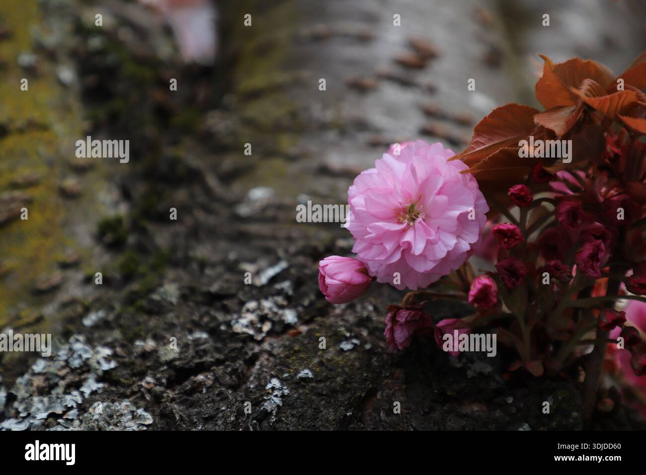 Une photographie rapprochée de fleurs de cerisier rose éclatantes (sakura) en fleurs. Banque D'Images