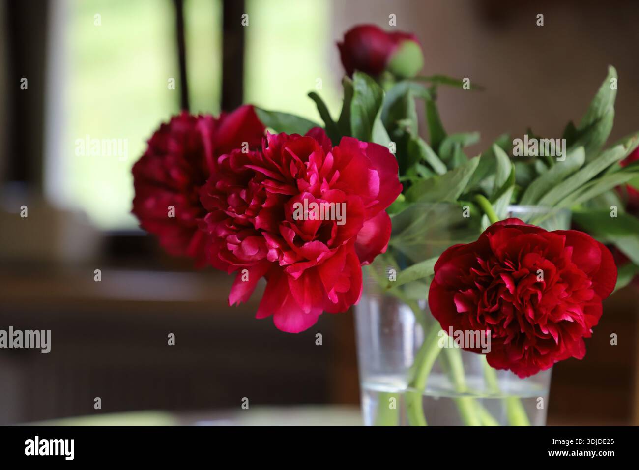 Pivoines rouges dans un vase transparent à la maison. Banque D'Images