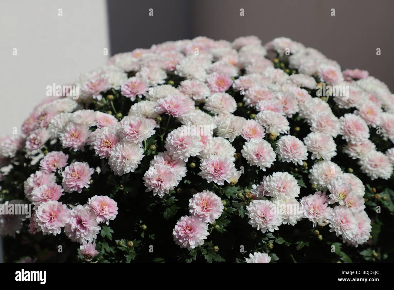 Un amas de fleurs de chrysanthème roses et blanches. Banque D'Images