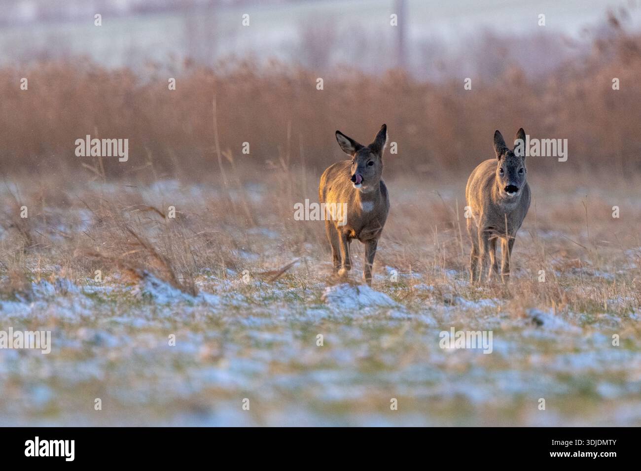Cerf roé debout sur un pré d'hiver glacial dans un paysage naturel calme. L'animal sauvage européen indigène (Capreolus capreolus) semble alerte pendant l'âge Banque D'Images