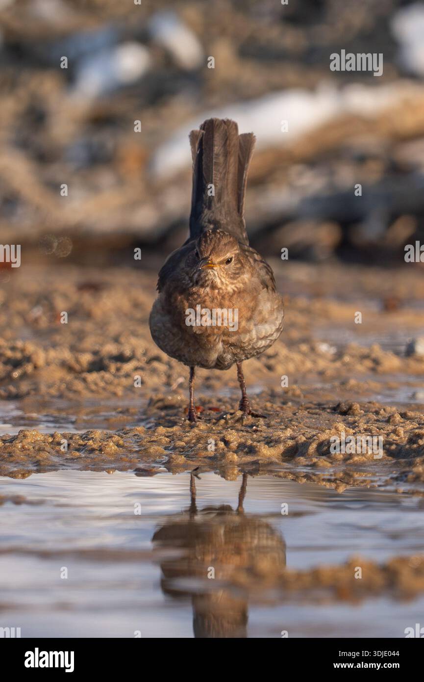 Femelle Blackbird commun (Turdus merula) buvant sur un sol boueux près de l'eau. Une femelle brune Blackbird se tient sur une banque boueuse avec un doux reflet dedans Banque D'Images