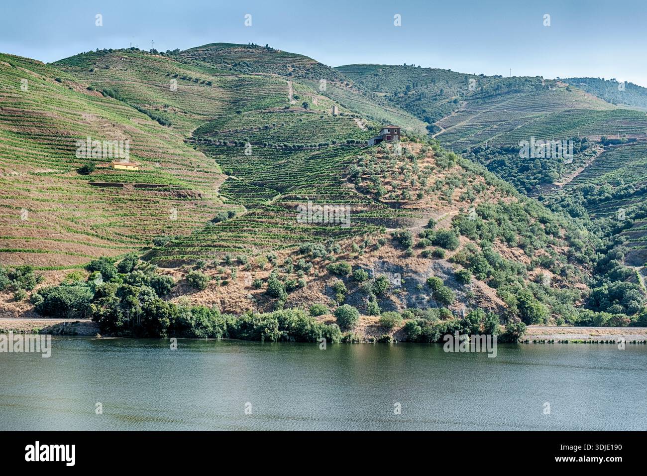 Une scène paisible de campagne de vignobles situé dans la vallée du fleuve Douro au Portugal, patrimoine de l'UNESCO. Banque D'Images