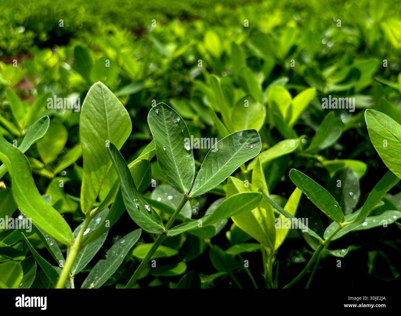 Cacahuètes, champ de cacahuètes, arbre de cacahuètes, champs de plantation de cacahuètes, terres agricoles en Inde - Image de stock capturée avec un smartphone