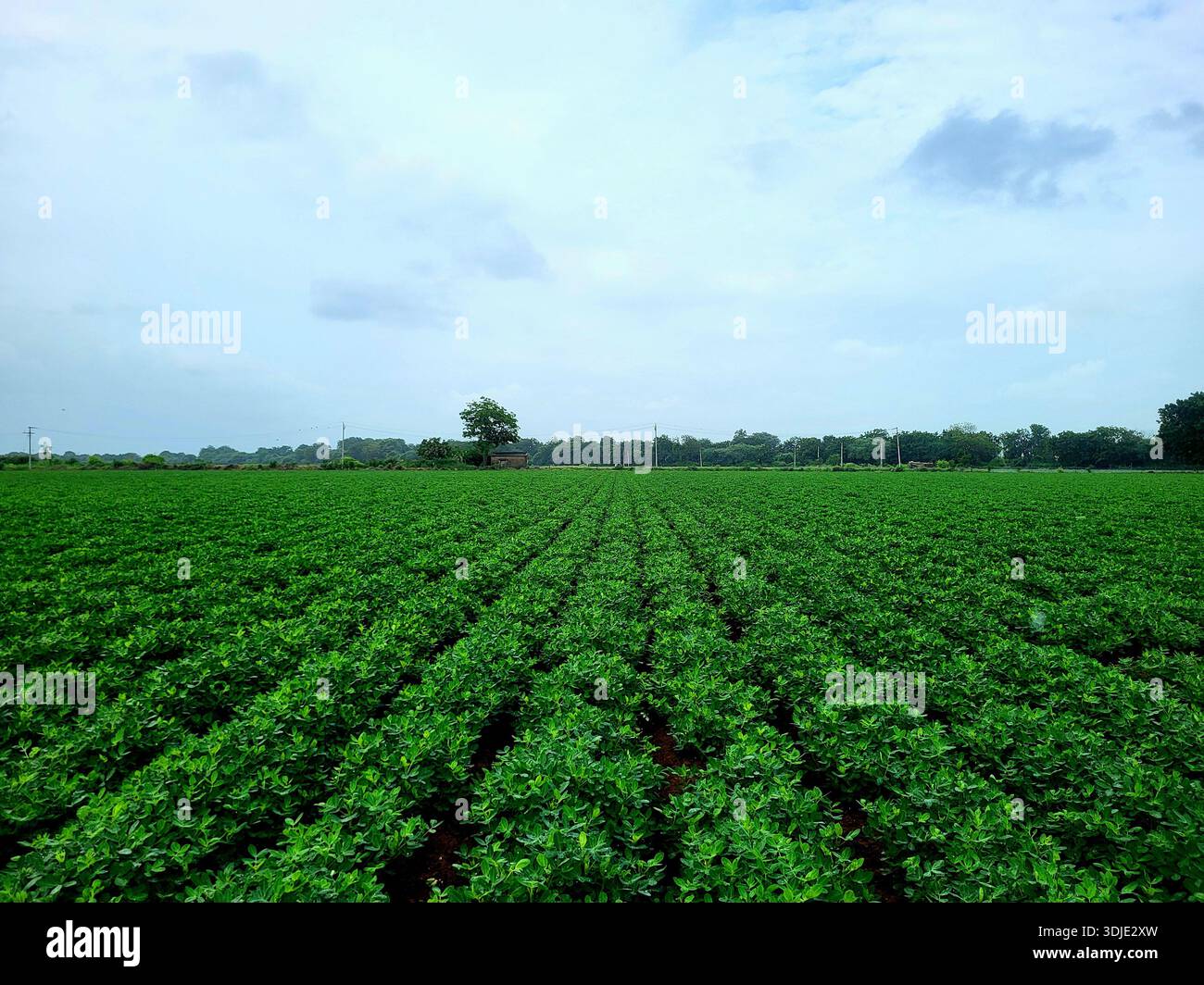 Champs de plantation d'arachides verts luxuriants avec un arbre et un ciel nuageux en arrière-plan. Les plantes sont soigneusement disposées en rangées dans le sol fertile. - Image de stock capturée avec un smartphone
