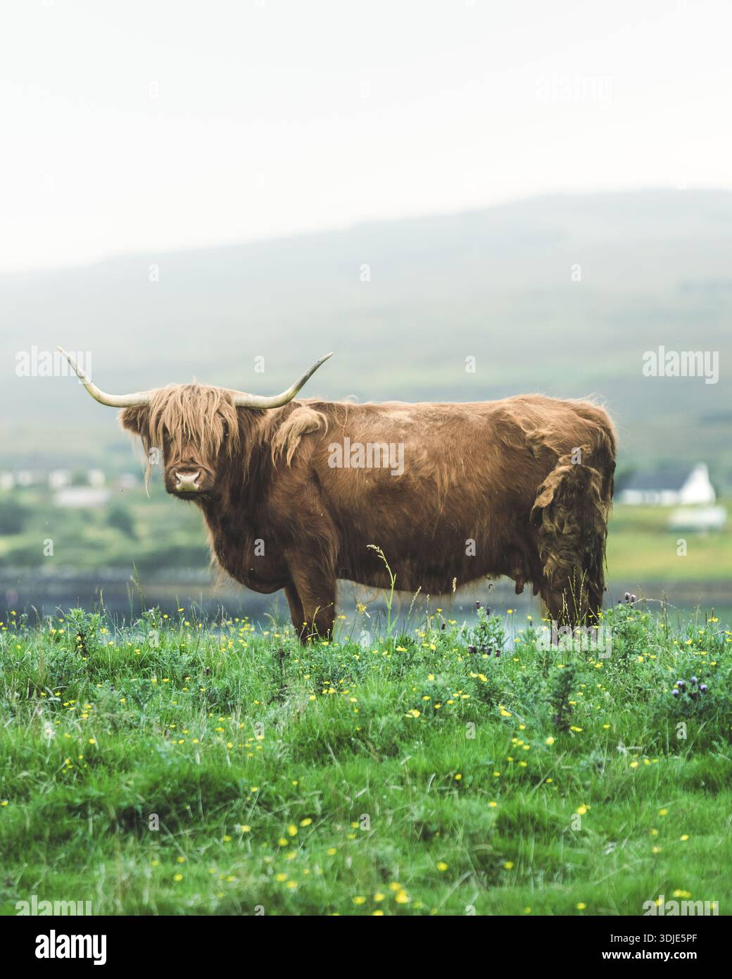 Vue sur une vache des Highlands se dresse majestueusement sur une prairie verte vibrante parsemée de fleurs sauvages jaunes contre les collines brumeuses de l'île de Skye, l'île de SK Banque D'Images
