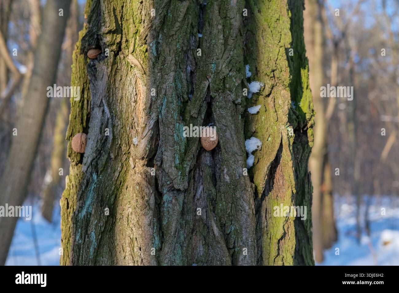 Surface rugueuse de l'écorce vert-brun avec des noix insérées dans des fissures verticales ; taches de neige sur le tronc, fond de forêt flou, lumière du soleil directionnelle Banque D'Images