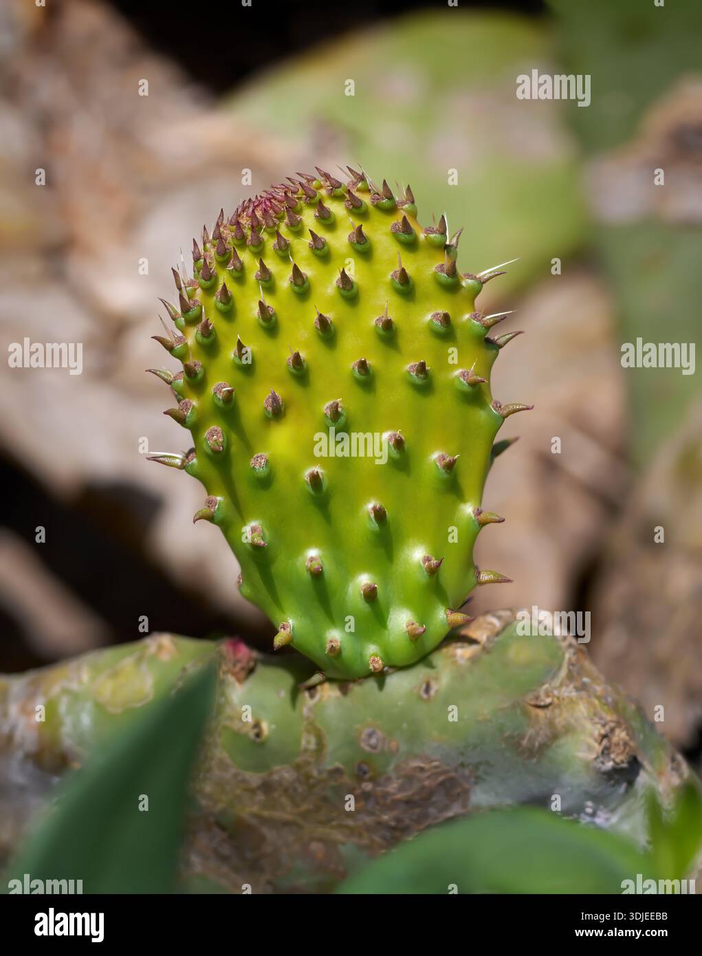 Jeune pousse de Prickly Pear Cactus (Opuntia ficus-indica) en gros plan Banque D'Images