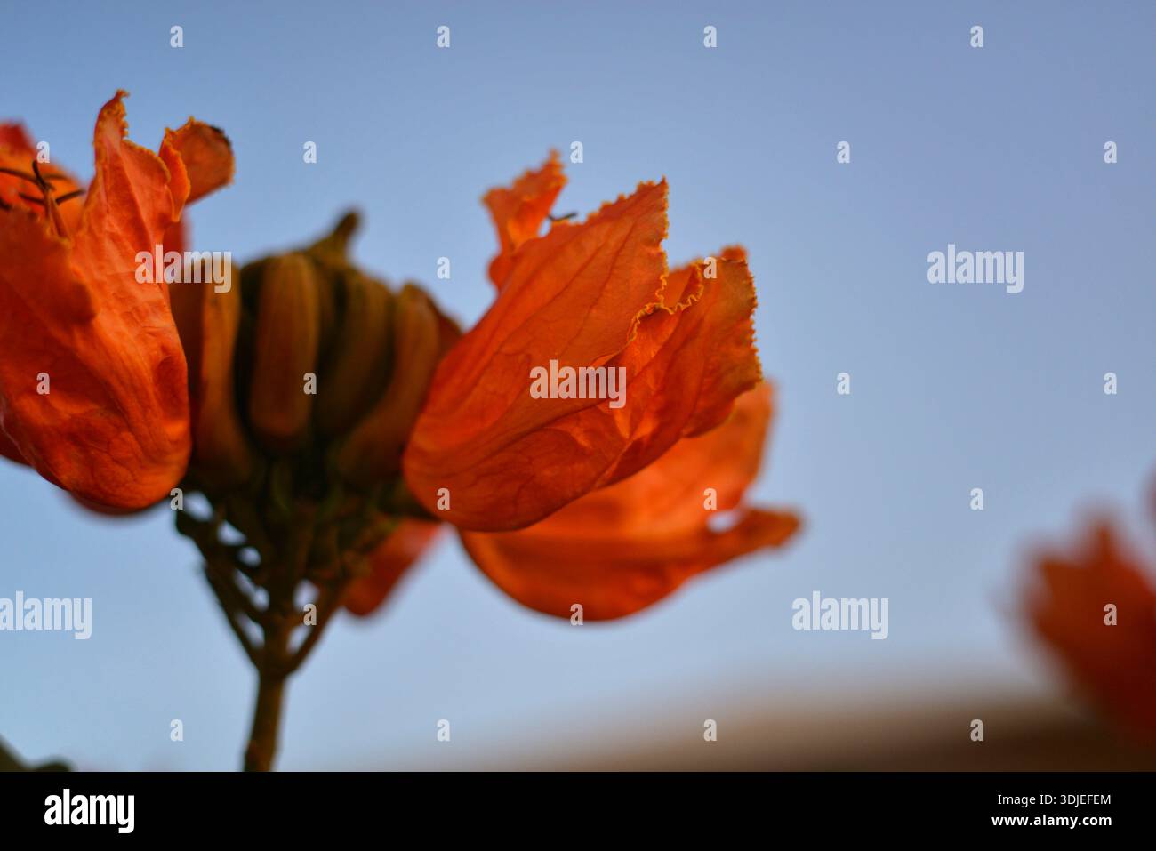 Tulipe africaine, Spathodea campanulata, fleurs orangées sur un ciel bleu doux. Banque D'Images