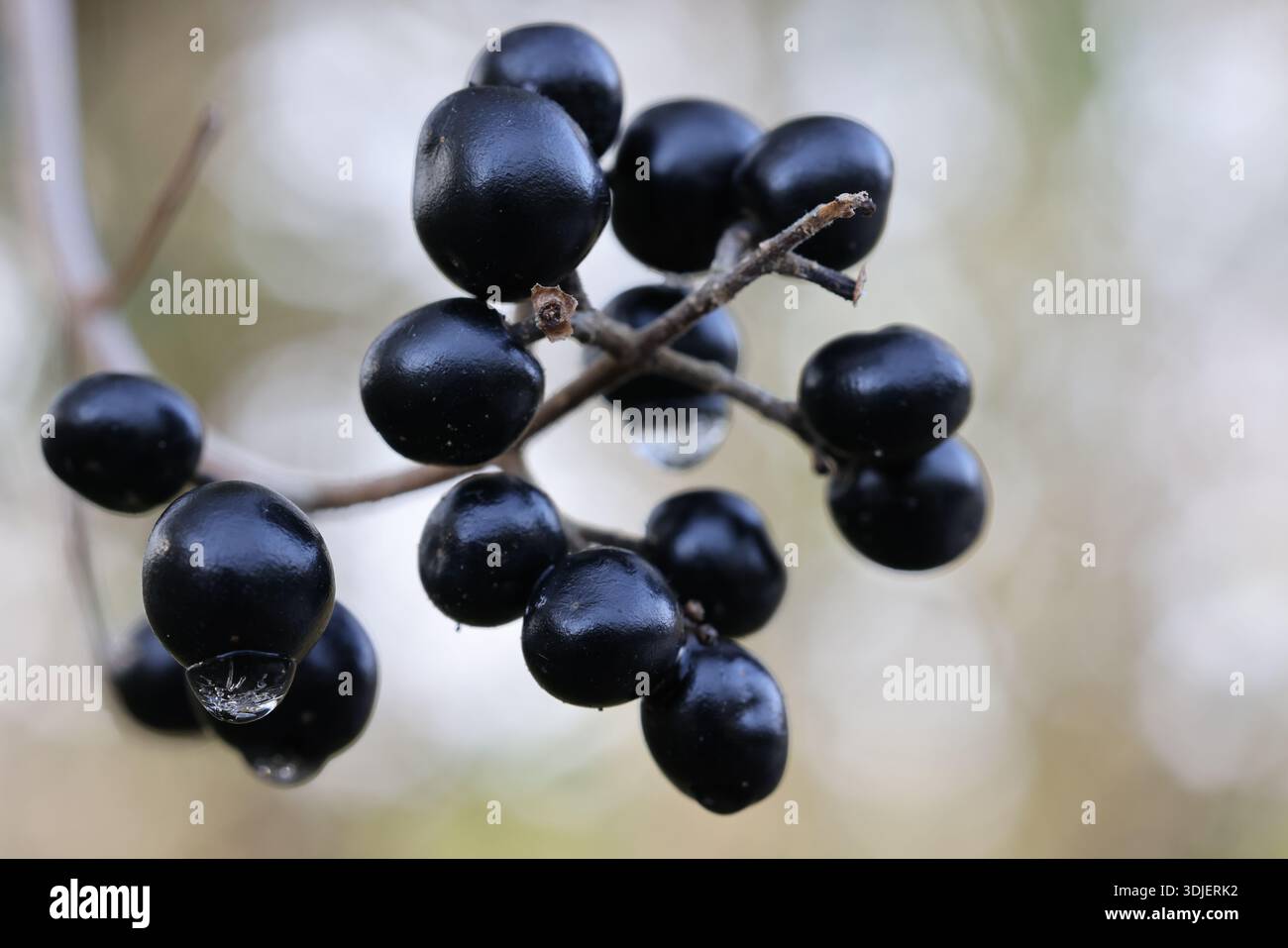 Fruits de Primeet en hiver, avec de la glace dessus Banque D'Images