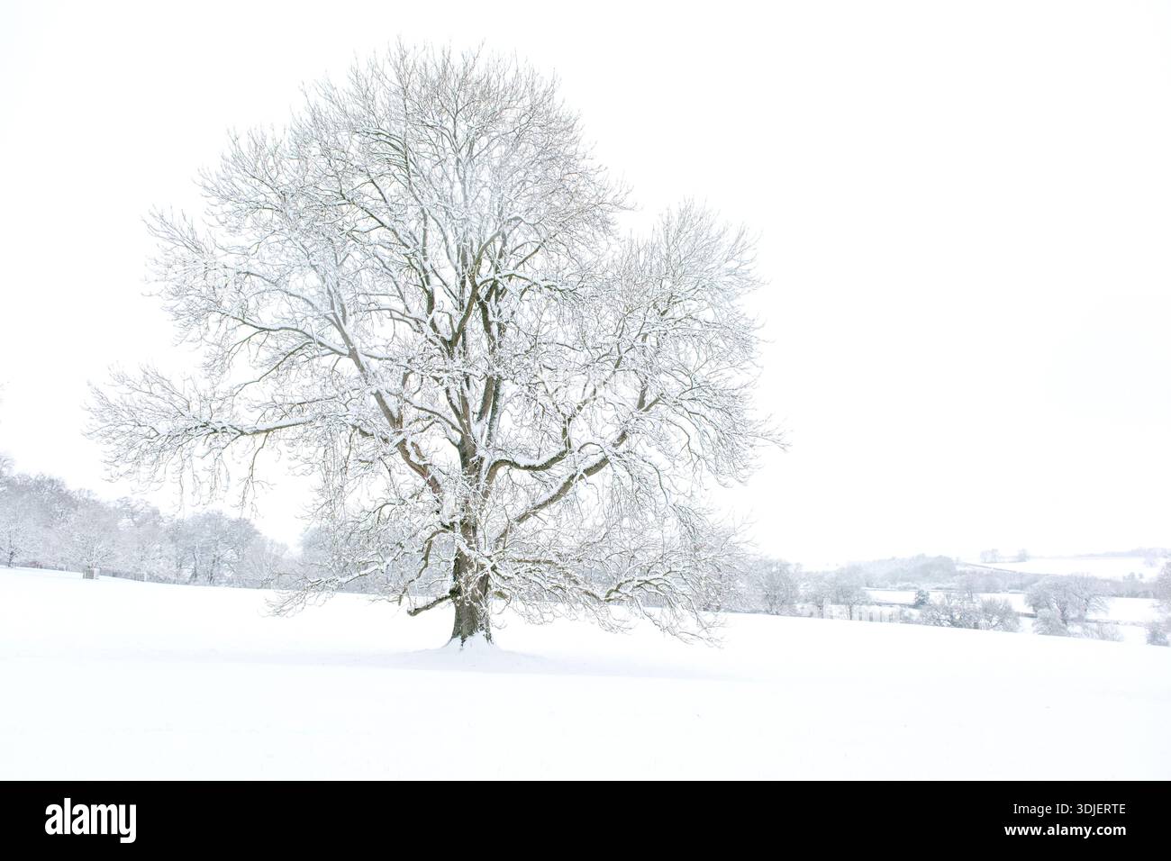 Un arbre couvert de neige à Helmsley, North Yorkshire Banque D'Images