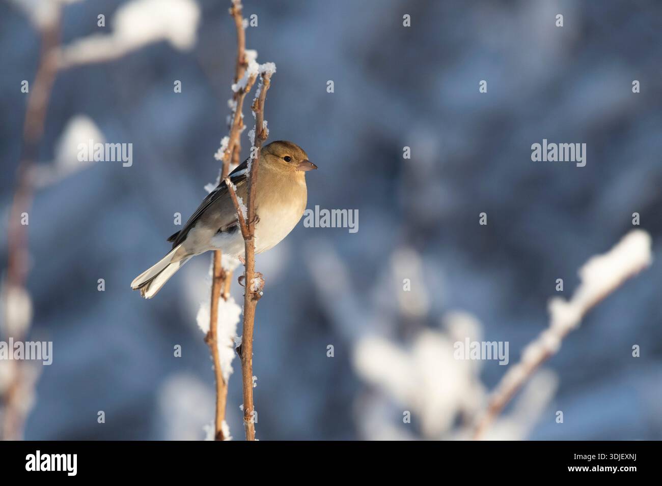 Un Chaffinch femelle (Fringilla Coelebs) perché sur une tige de plante recouverte de neige en hiver Banque D'Images