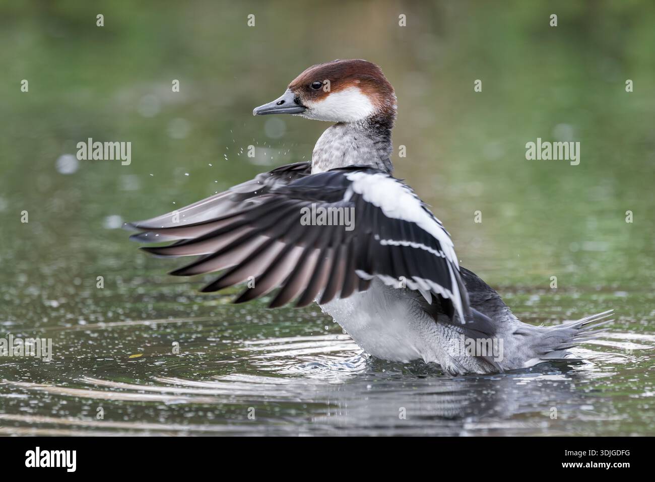 SMEW [ Mergus albellus ] projection d'oiseaux femelles dans le centre des zones humides de slimbridge du WWT dans le Glocestershire, au Royaume-Uni Banque D'Images