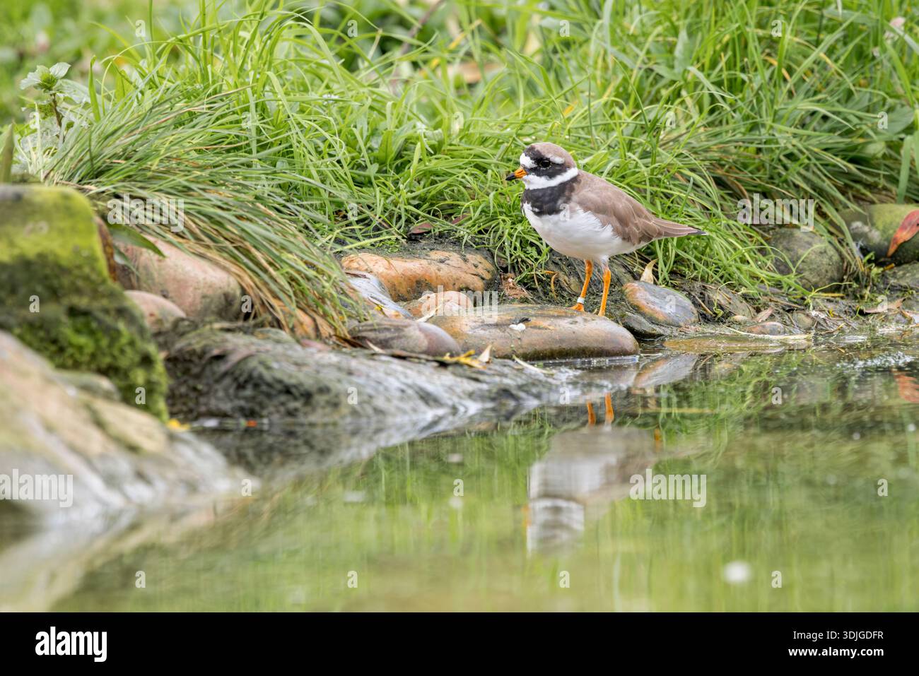 Pluvier annelé [ Charadrius Hiaticula ] dans le centre des zones humides WWT slimbridge dans le Glocestershire, Royaume-Uni Banque D'Images