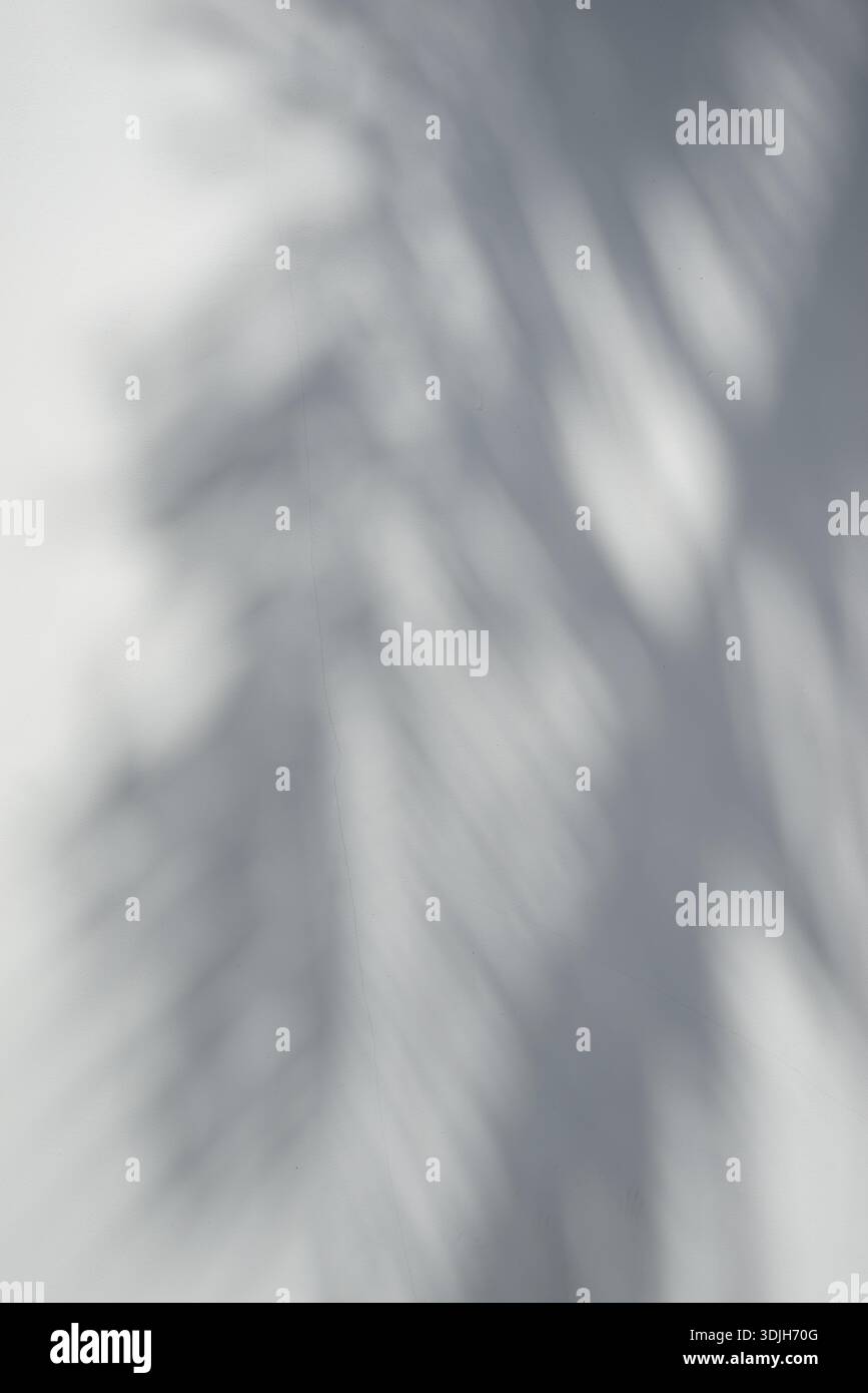 Les ombres légères organiques originales recouvrent la nature du mur blanc neutre conception de fond esthétique minimale Banque D'Images