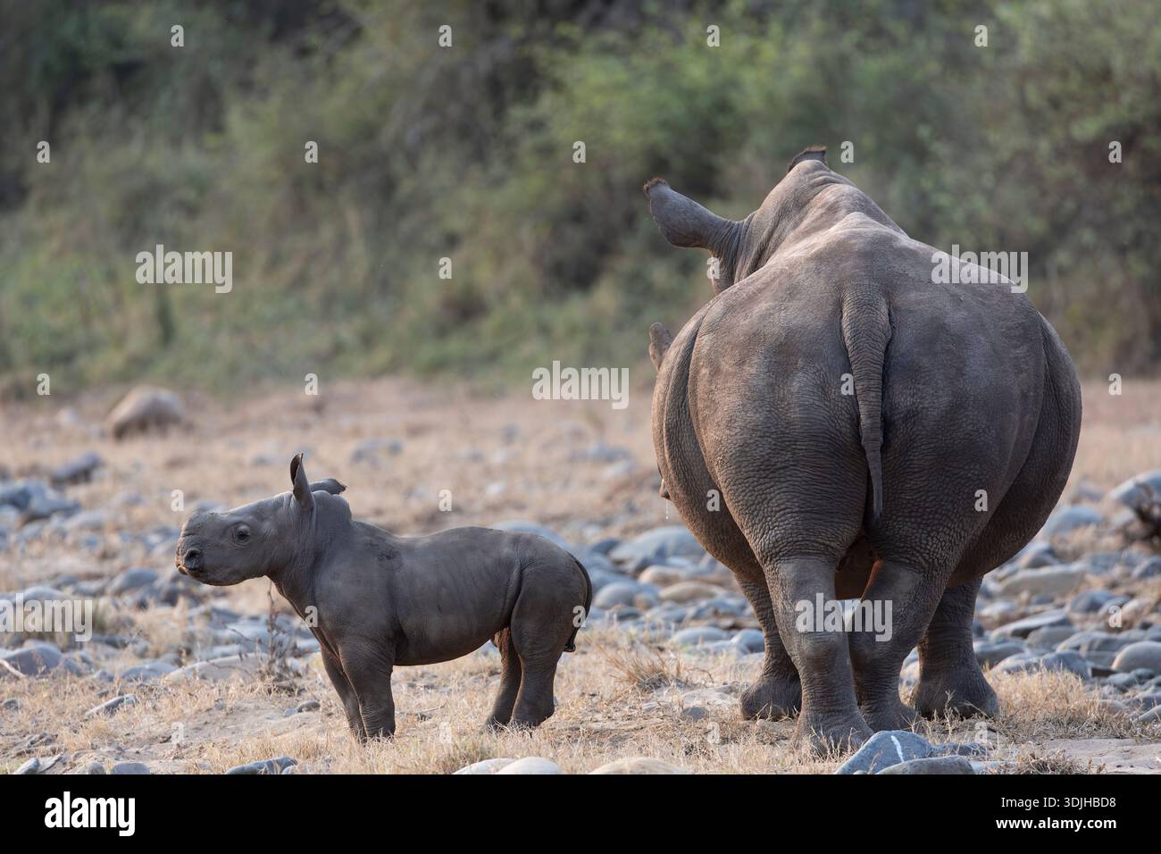 Rhinocéros blanc (Ceratotherium simum) avec veau, réserve privée Zimanga, KwaZulu-Natal, Afrique du Sud Banque D'Images