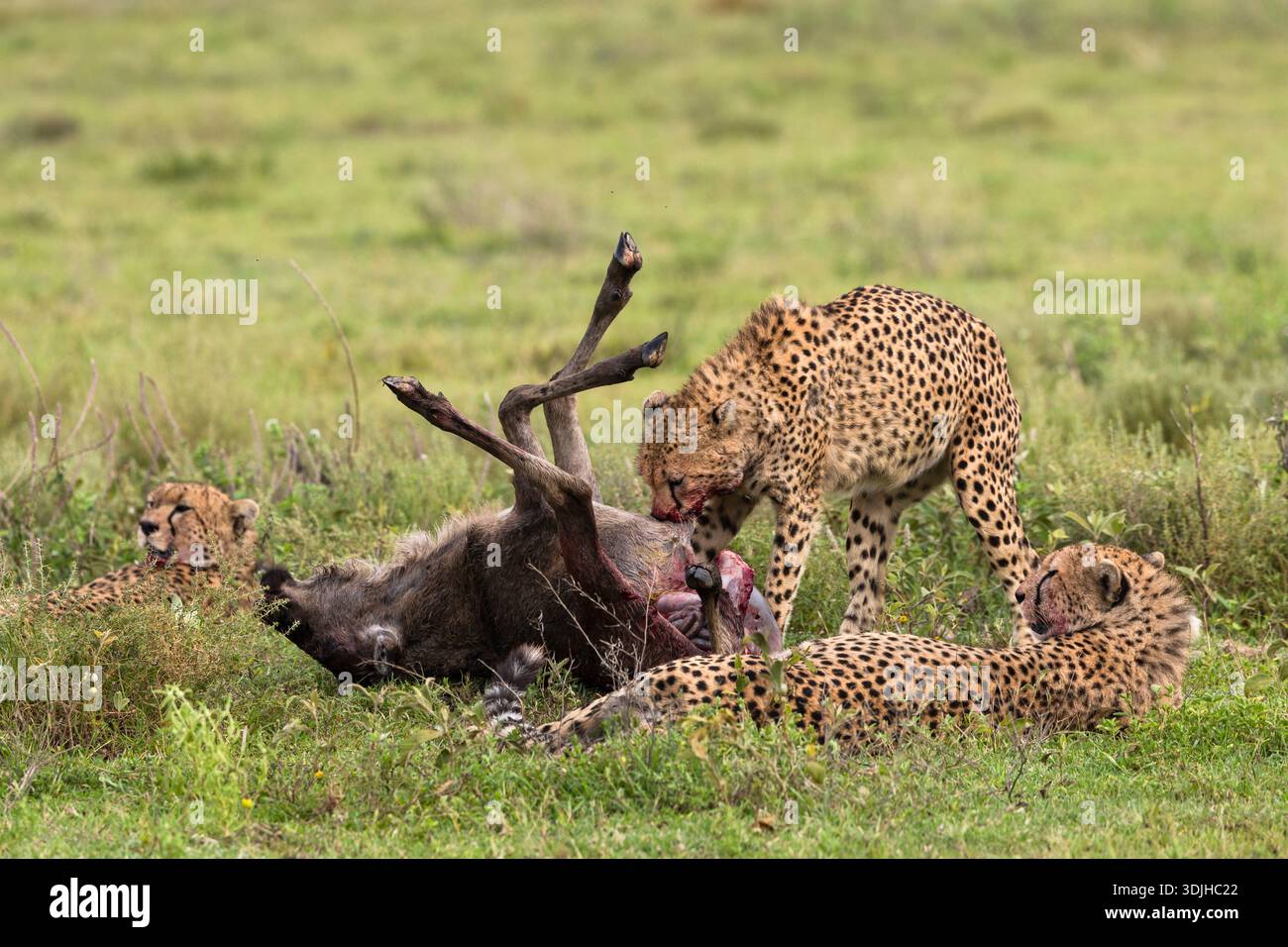 Guépard (Acinonyx jubatus) on Kill, Ndutu, conservation de Ngorongoro, Tanzanie Banque D'Images