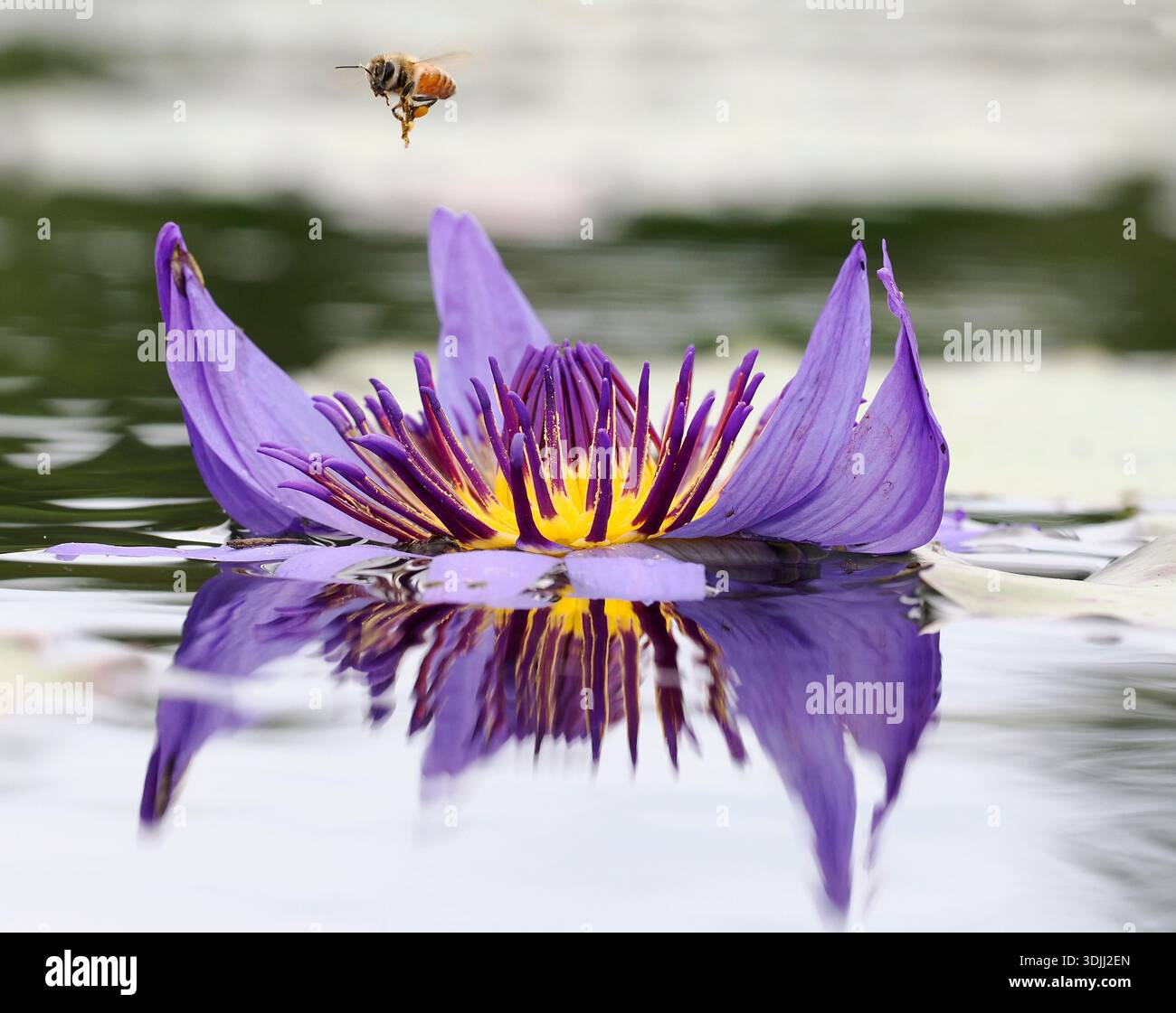 Nénuphar africain (Nymphaea nouchali) avec vol d'insectes pollinisateurs au-dessus, Kenya, mars Banque D'Images