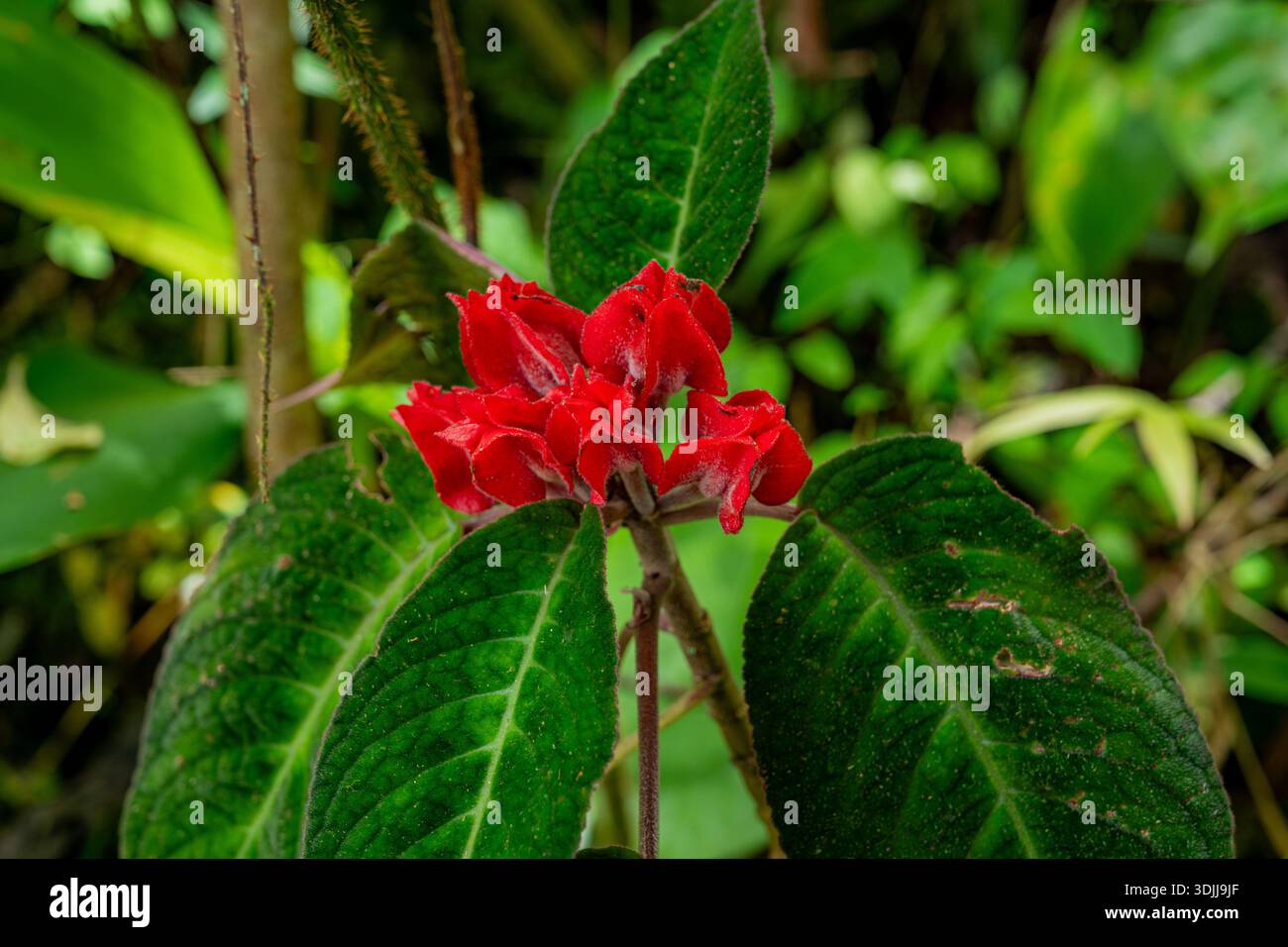 Fleurs rouges vives émergeant de feuilles vert foncé dans un environnement naturel Banque D'Images
