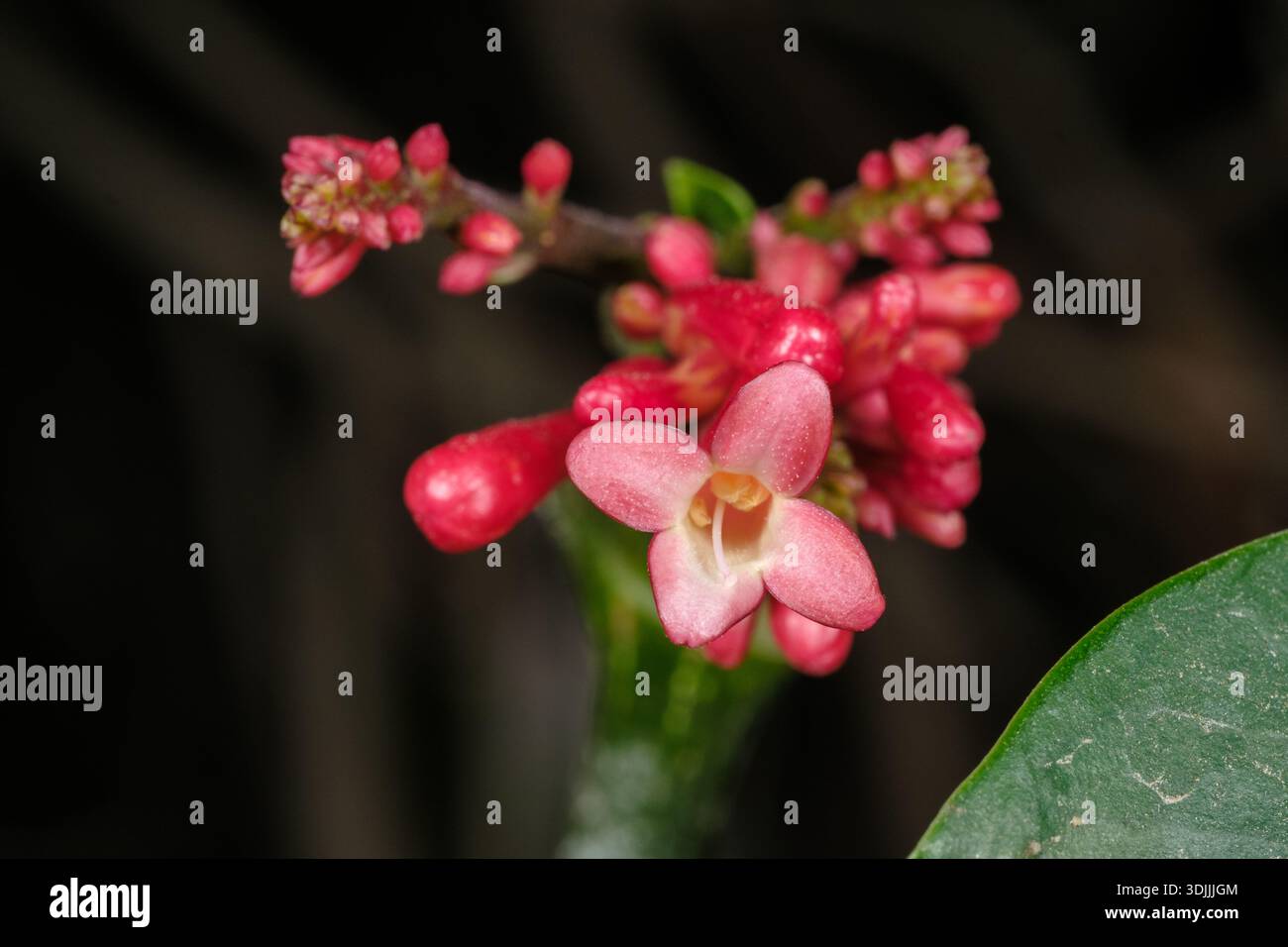 Fleurs rose-rouge de jatropha (Jatropha integerrima), le Caire, Égypte Banque D'Images
