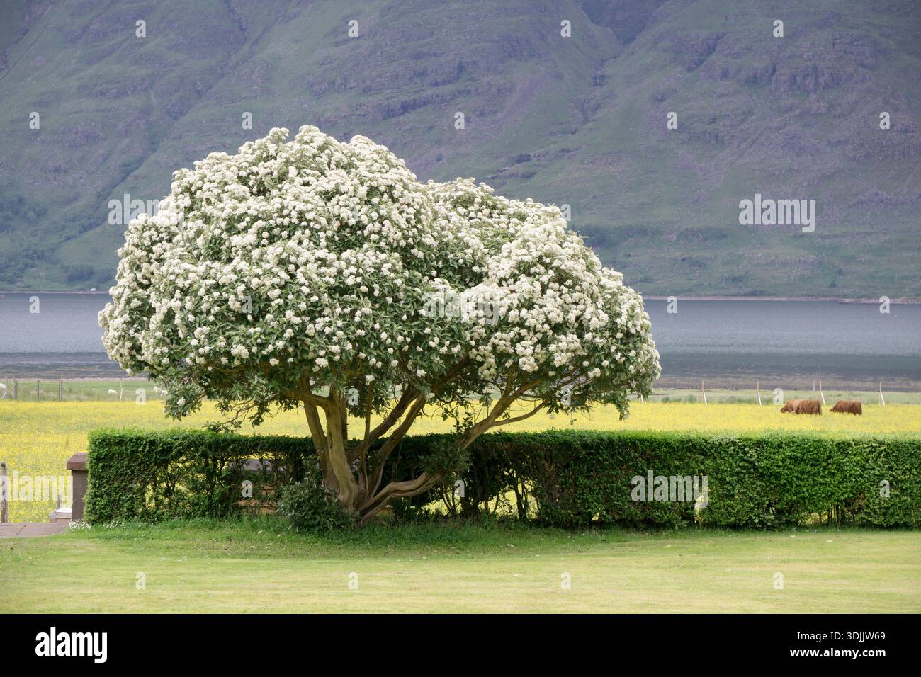 Arbre fleuri à l'hôtel Torridon, les Highlands écossais, Écosse. Les Highlands écossais, connus localement simplement sous le nom de Highlands (gaélique écossais Banque D'Images