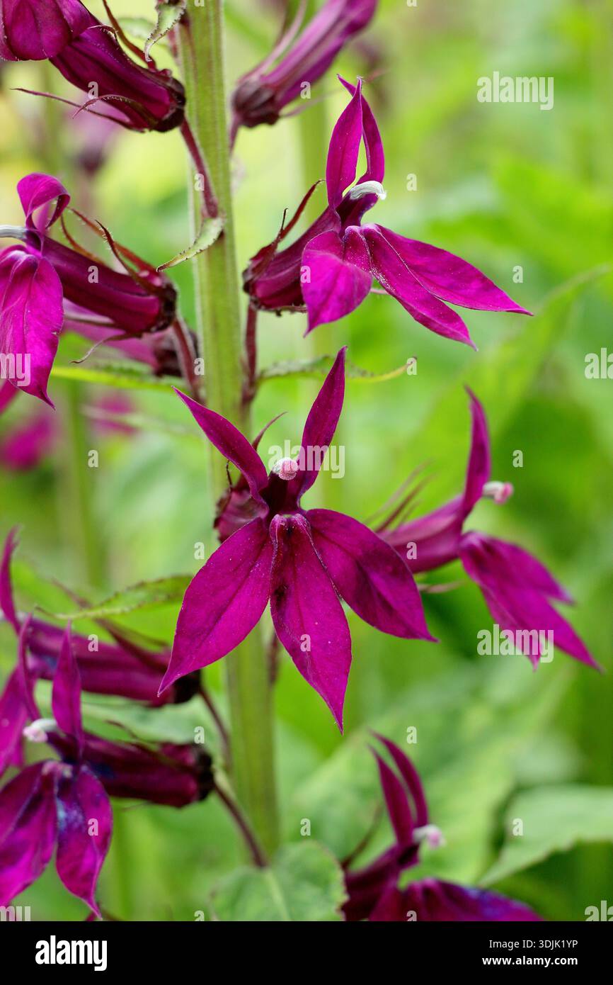 Lobelia x speciosa 'Hadspen Purple, vivace portant des fleurs magenta brillantes de l'été à l'automne. Aussi appelé Lobelia syphilitica 'Hadspen Purple Banque D'Images