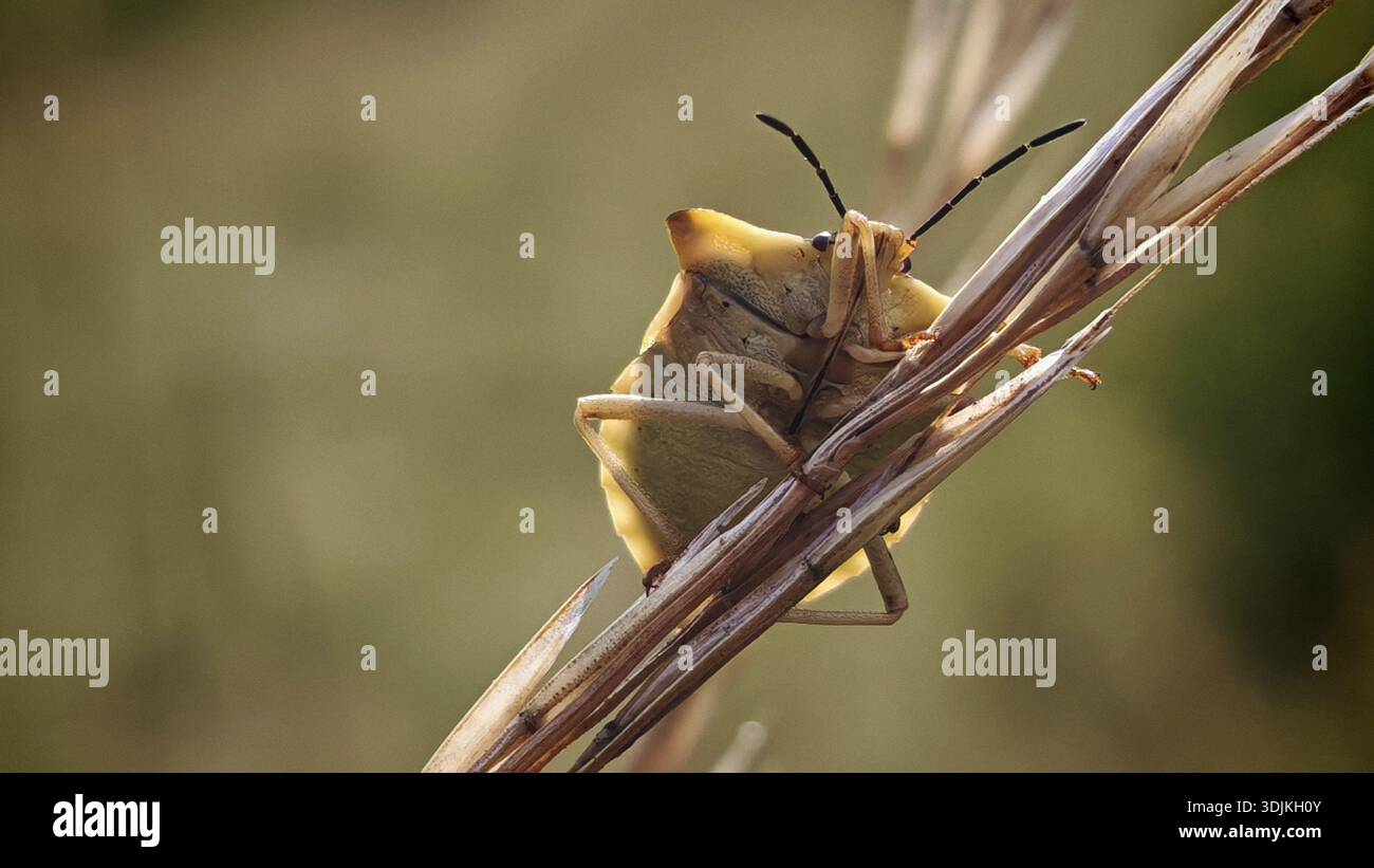 Un insecte (Heteroptera) assis sur un brin d'herbe dans un environnement naturel, Rennsteig, parc naturel de la forêt franconienne, Allemagne Banque D'Images
