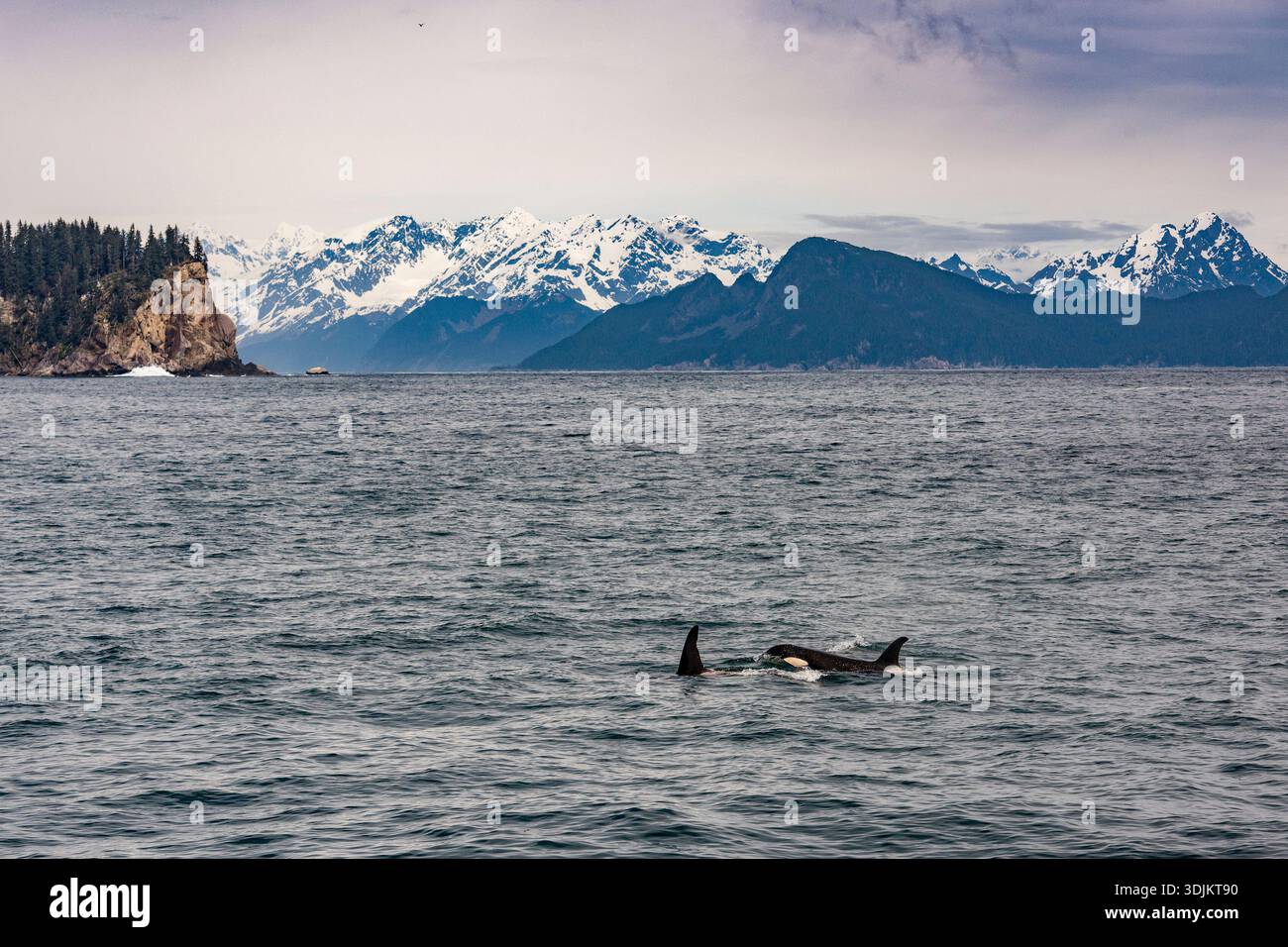 Une paire d'orques nageant en Alaska avec un fond de montagne Banque D'Images