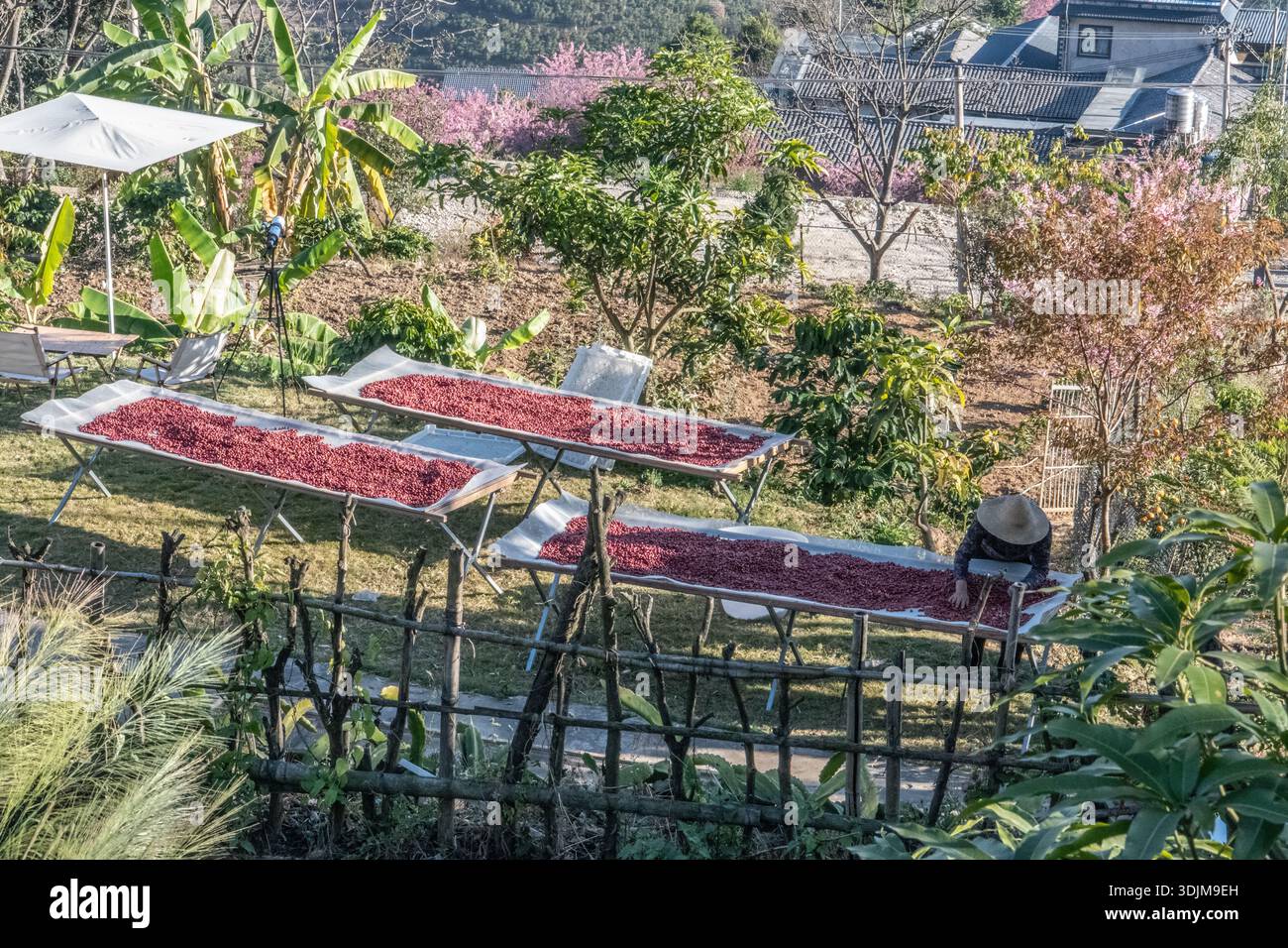 À Baihualing, dans l'ouest du Yunnan, les baies de café rouge de Chine sont séchées au soleil sur des plateaux. Banque D'Images