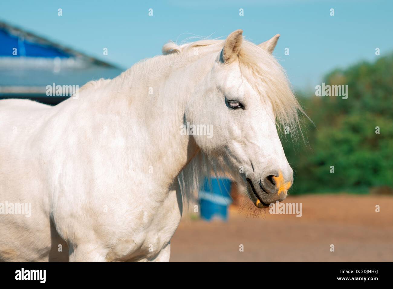 Poney blanc debout à côté d'une écurie en plein air, portrait en gros plan Banque D'Images