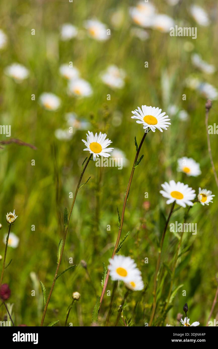 Margeriten Leucanthemum vulgare blühen in der Wiese, Wiesenblumen blühen im Frühling, Sachsen, Deutschland *** Marguerites Leucanthemum vulgare bloomi Banque D'Images
