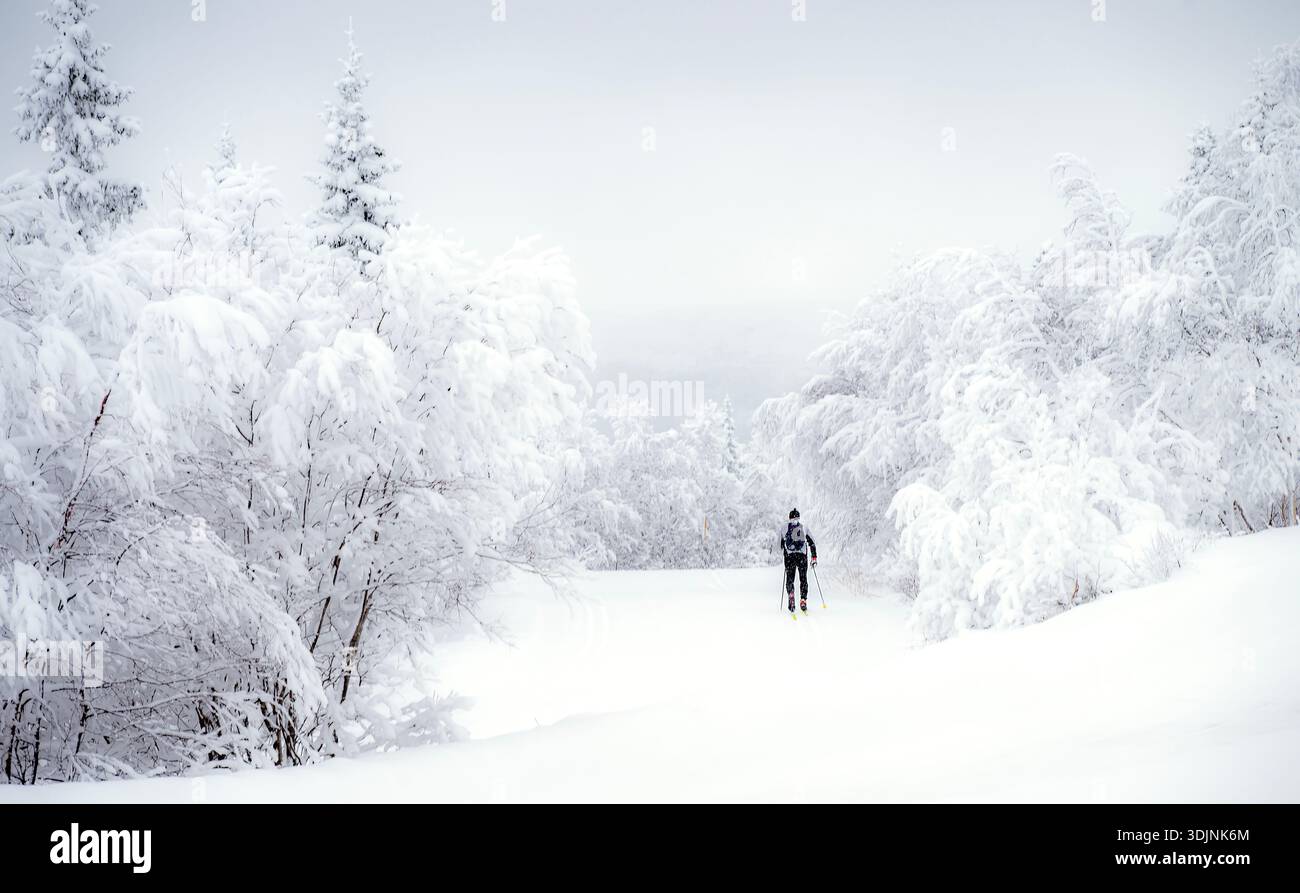 Ski de fond dans la forêt d'hiver norvégienne à Gaustablikk (Tinn, Telemark), Norvège en janvier. Banque D'Images