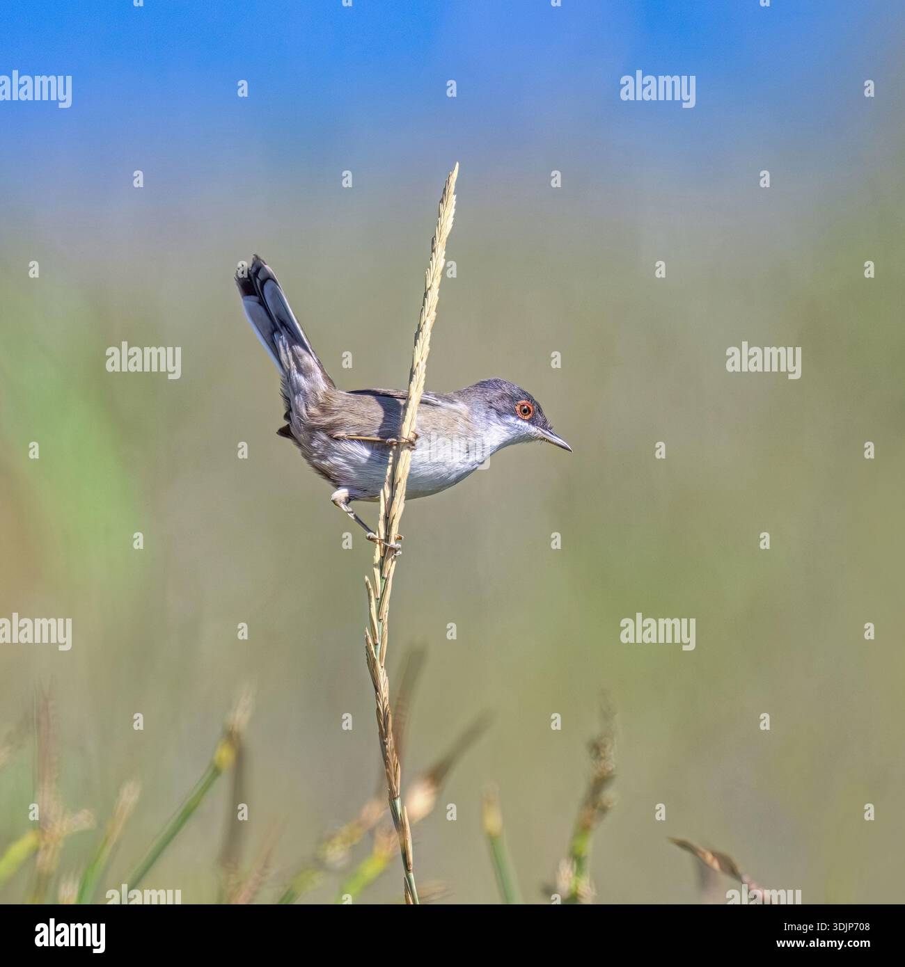 Paruline sarde, Curruca melanocephala, un oiseau femelle qui pèse sur une petite brindille, Corfou, Îles Ioniennes, Grèce Banque D'Images