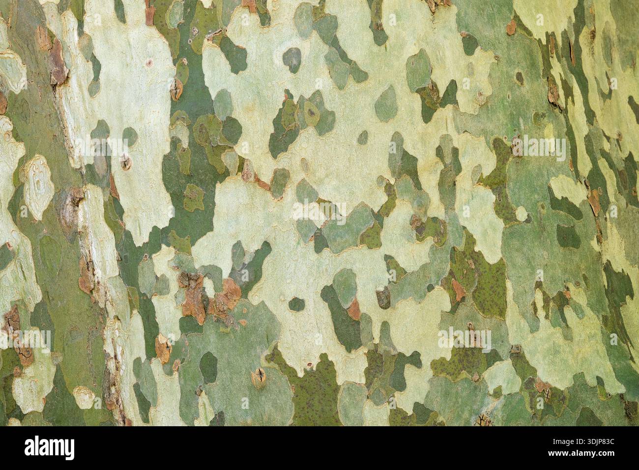 Gros plan de l'écorce ressemblant à un camouflage du platane dans le sud de la France. Fond de texture d'écorce d'arbre. Banque D'Images