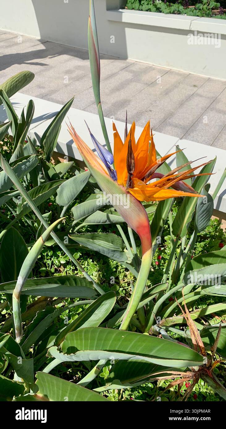 Bird of Paradise flower - Image de stock capturée avec un smartphone