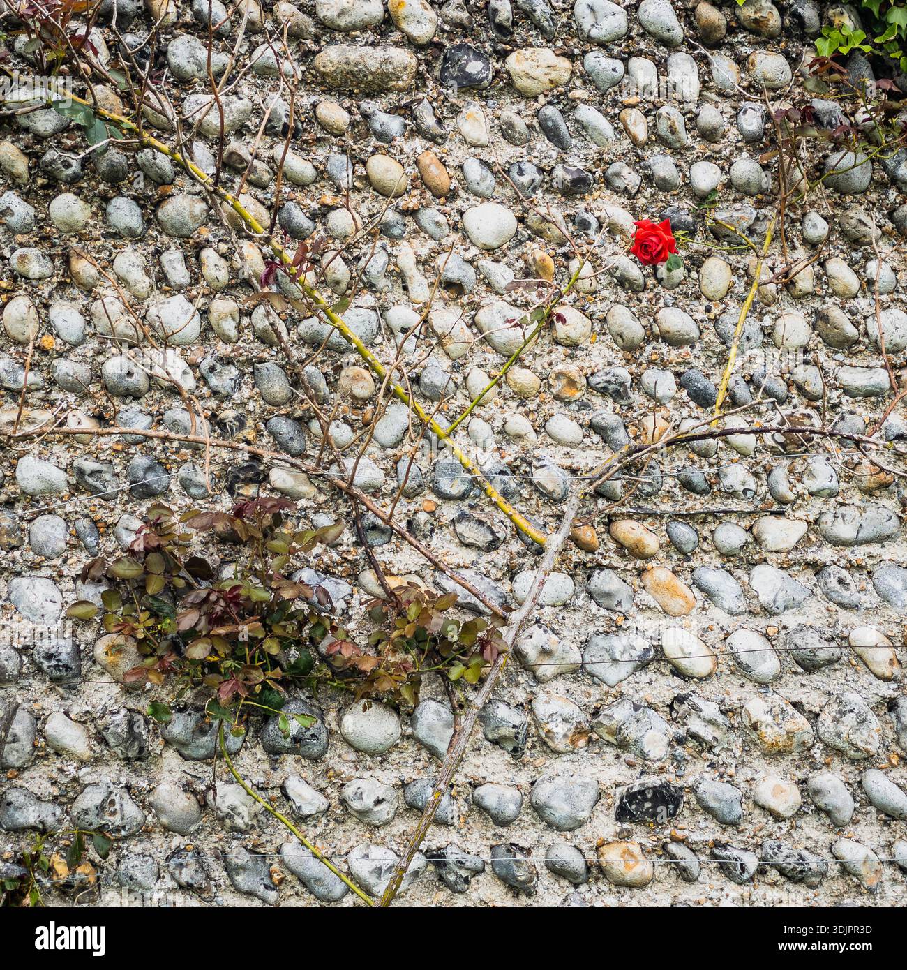 Rose rouge unique fleurissant au milieu de tiges épineuses et de lierre sur un mur de galets de silex d'un chalet côtier en Angleterre. Banque D'Images