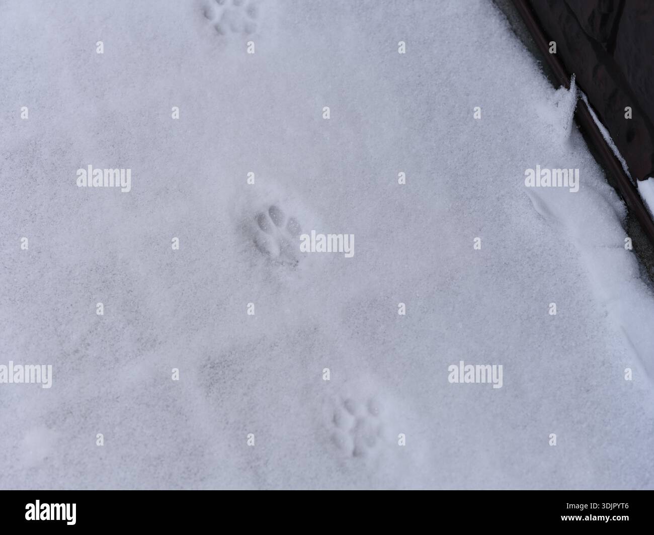 Empreintes de pattes de chat sur une neige blanche près du mur de la maison Banque D'Images