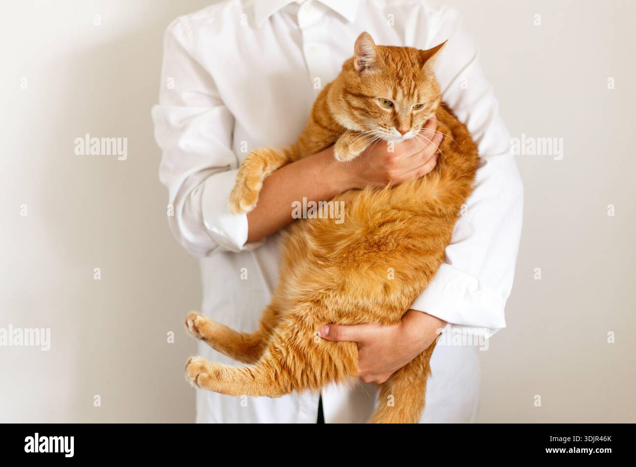 Adorable chaton gras au gingembre avec de beaux yeux jaunes à la clinique vétérinaire. Femme vétérinaire tenant dans ses mains mignon chat pelucheux de race pure pendant médical c Banque D'Images