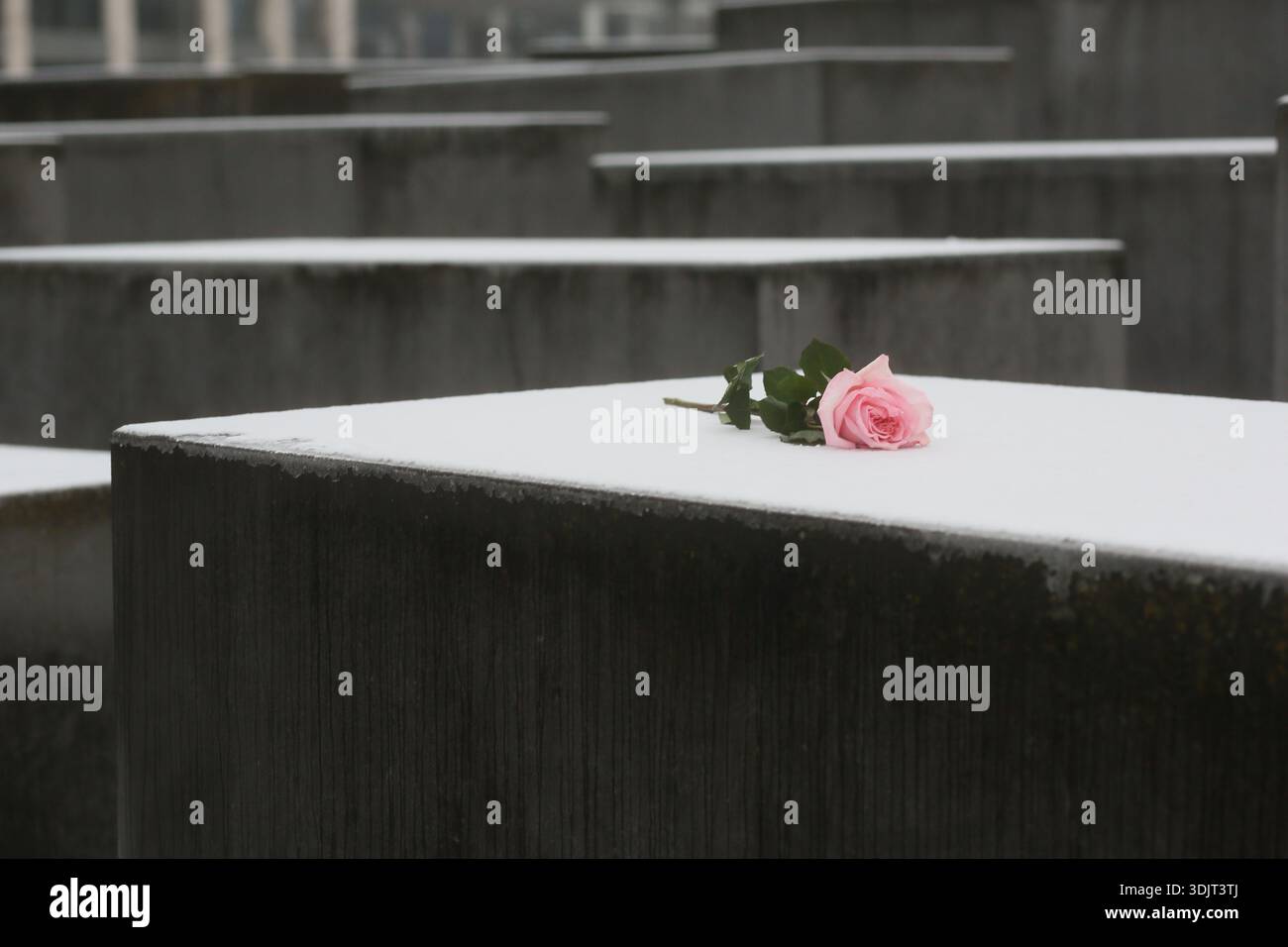 Berlin, Allemagne. 27 janvier 2026. Une rose repose dans la neige au Mémorial de l'Holocauste à Berlin le jour du souvenir. Banque D'Images