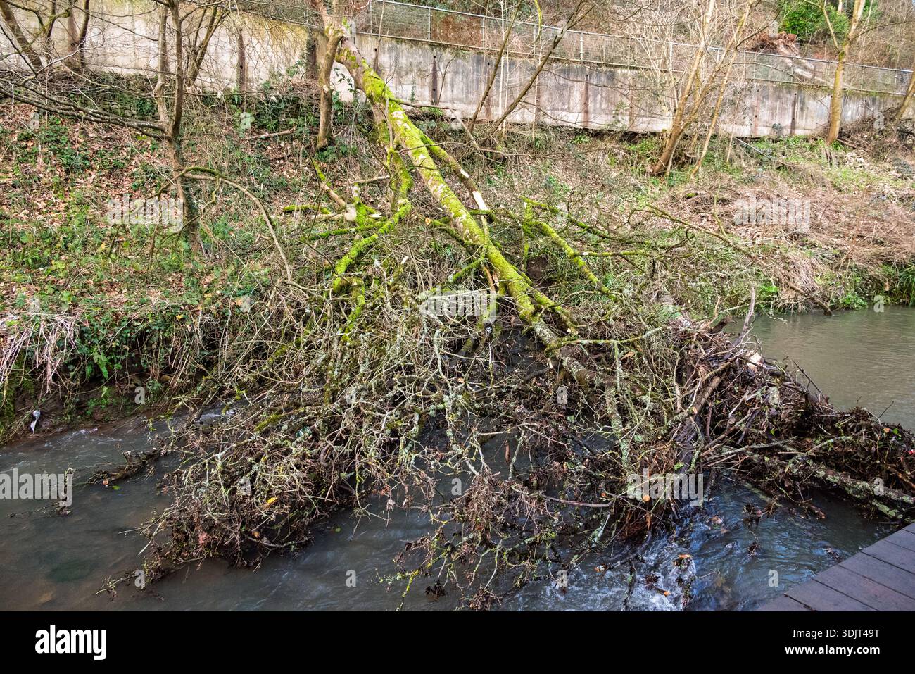 Un arbre tombé, couvert de mousse, se trouve à travers un ruisseau, ses branches créant un barrage et modifiant le débit de l'eau. La scène représente le pouvoir et le th de la nature Banque D'Images