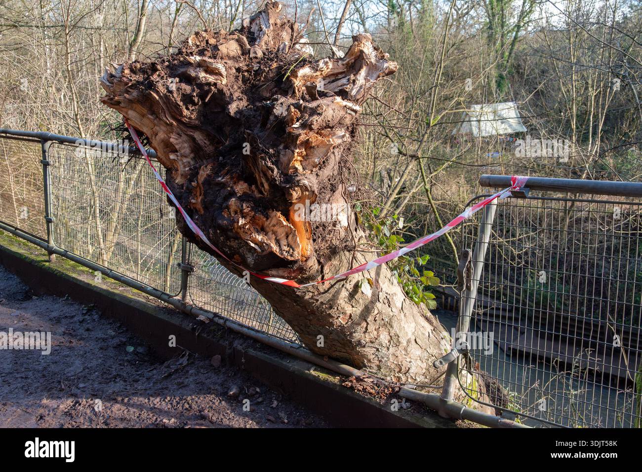 Un grand arbre a été déraciné et est tombé sur une clôture, avec du ruban rouge et blanc bouclant la zone. La cause est probablement des vents violents ou de l'érosion. Banque D'Images