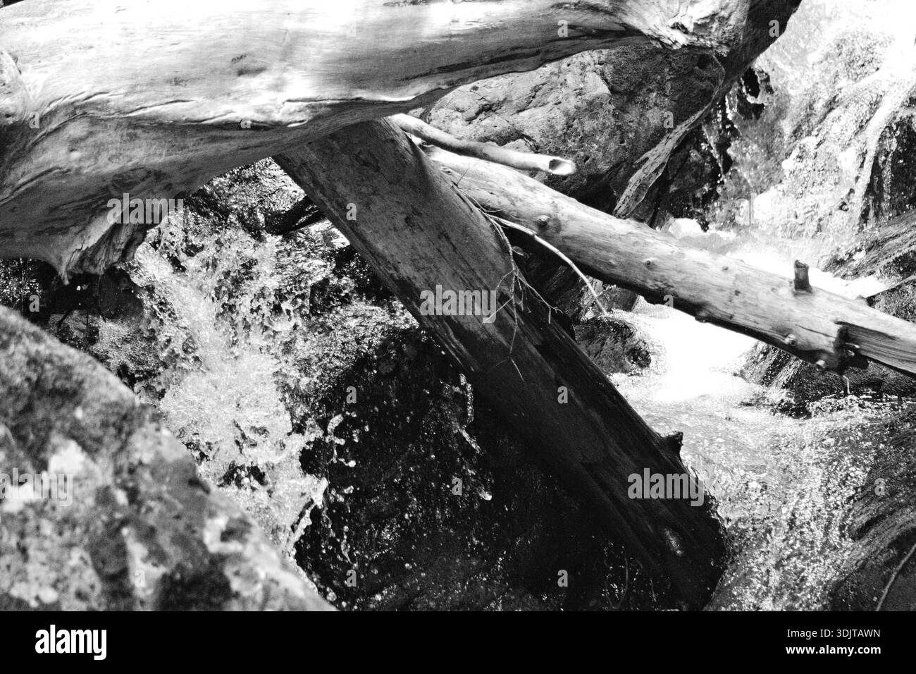 Un ruisseau forestier se précipite à travers des bûches tombées enchevêtrées et des rochers humides dans le parc national du Mont Rainier, capturant de l'eau dynamique, des textures accidentées et du Paci brut Banque D'Images
