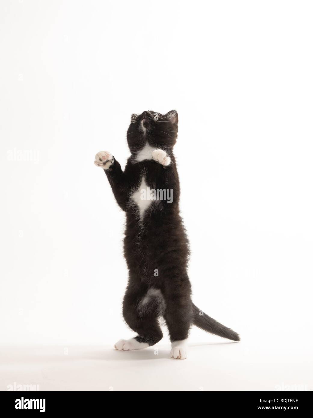 Mignon chaton noir et blanc de trois mois sautant et jouant isolé sur fond blanc Banque D'Images