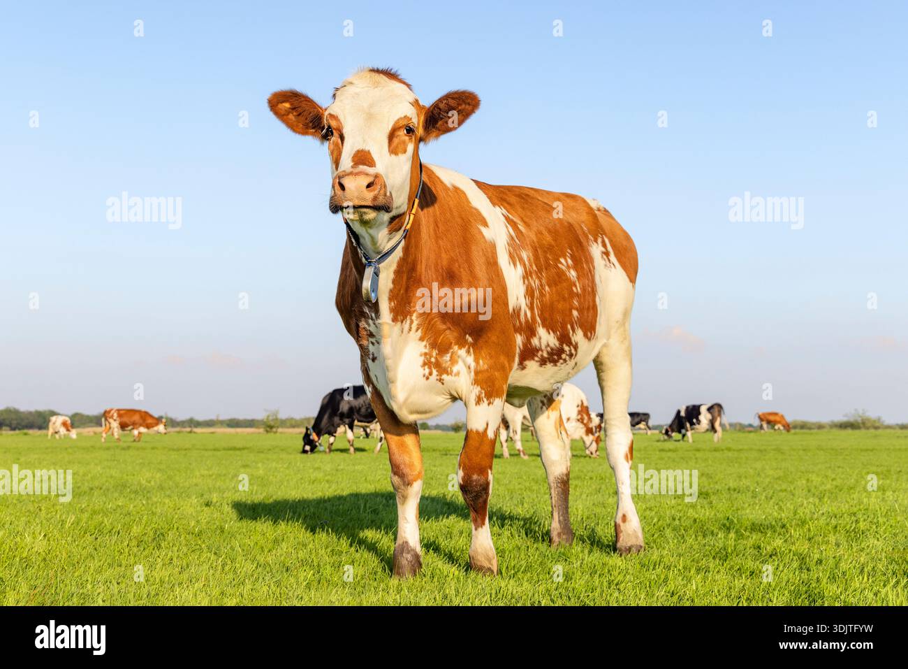 Vache sassy debout heureuse pleine longueur dans la vue de face et l'espace de copie, vaches heureuses en arrière-plan, herbe verte dans un champ et un ciel bleu. Banque D'Images