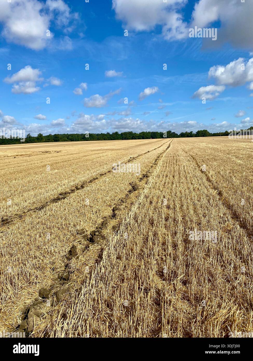 Le tracteur passe à travers le champ de blé récolté sous le ciel bleu Banque D'Images