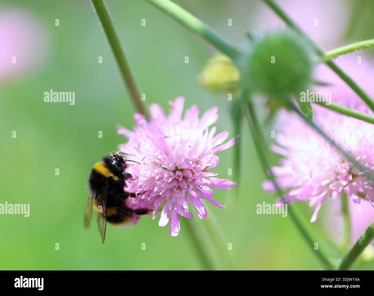 Gros plan macro photo d'abeille de miel sur fleur de trèfle rose. Banque D'Images