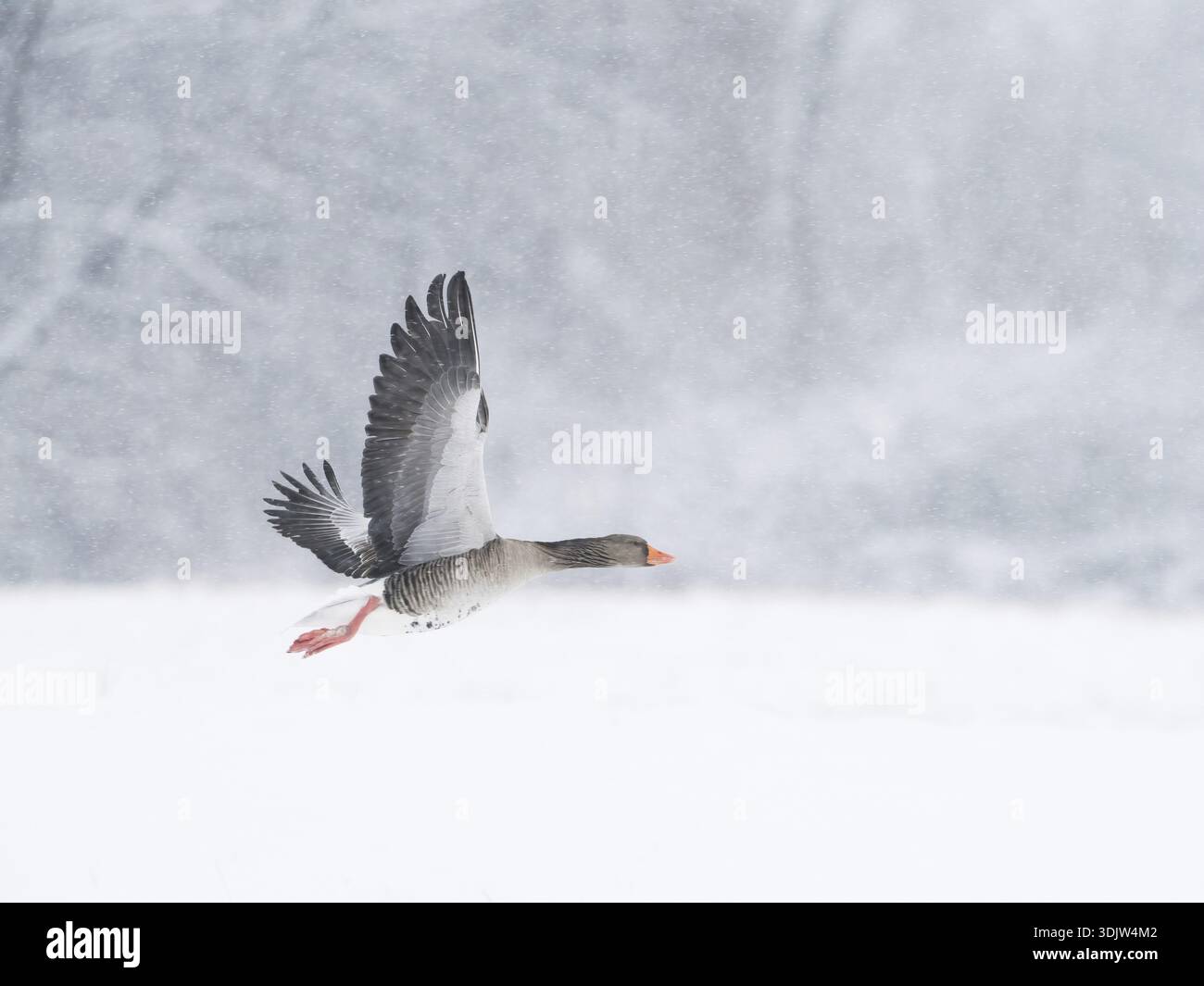 Une oie grise (Anser anser) vole à travers un paysage enneigé et froid pendant les chutes de neige, Hesse, Allemagne Banque D'Images