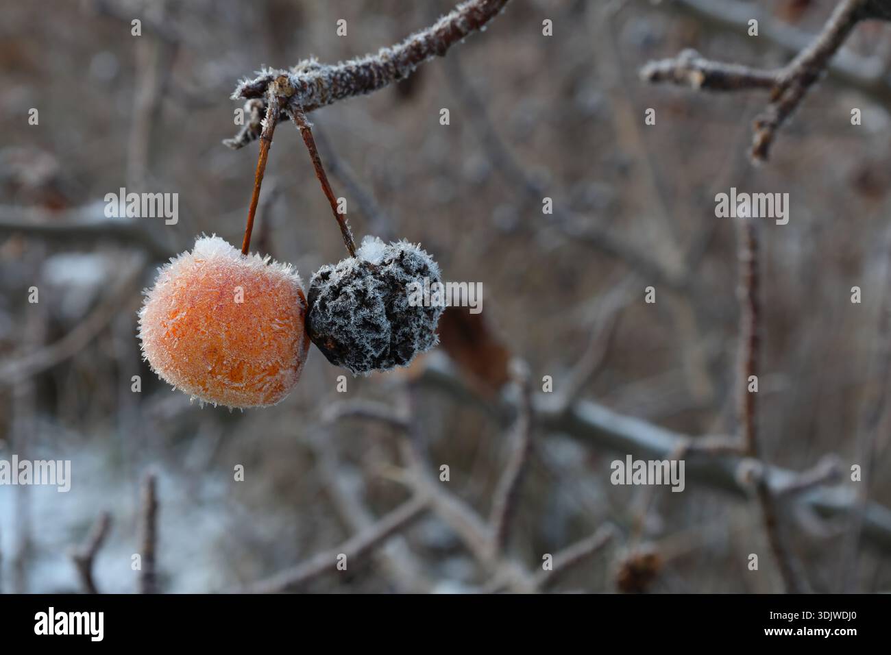 Pomme congelée pendant l'hiver. Givre et glace couverts de flocons de neige. Banque D'Images