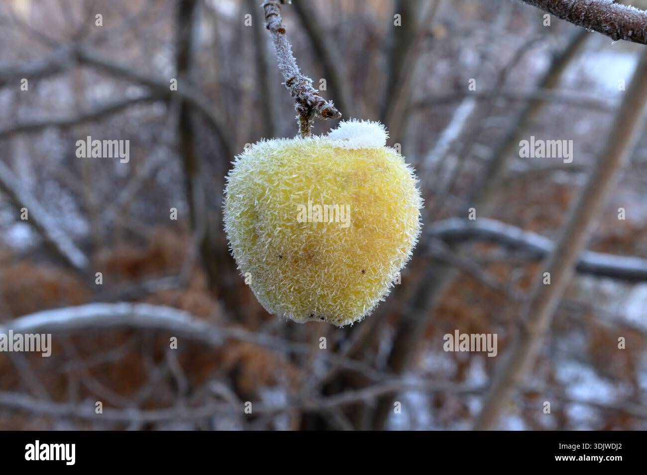 Pomme congelée pendant l'hiver. Givre et glace couverts de flocons de neige. Banque D'Images